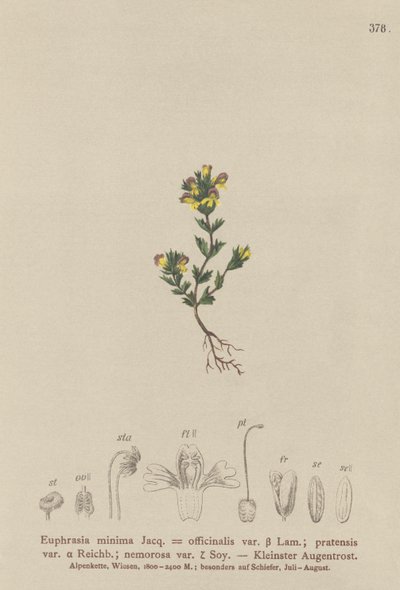 Dvärgögontröst (Euphrasia minima, Euphrasia officinalis, Euphrasia pratensis var. nemorosa) av German School