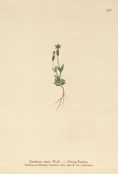 Dvärggentiana (Gentiana nana, Gentianella nana) av German School