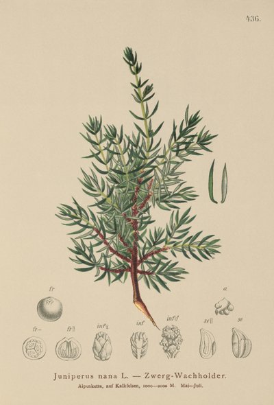 Dvärgenbär (Juniperus nana, Juniperus communis subsp. nana, Juniperus communis var. saxatilis) av German School