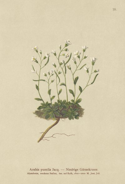 Dvärgklippkrasse (Arabis pumila) av German School