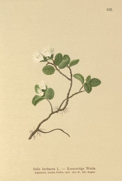 Dvärgpil (Salix herbacea) av German School