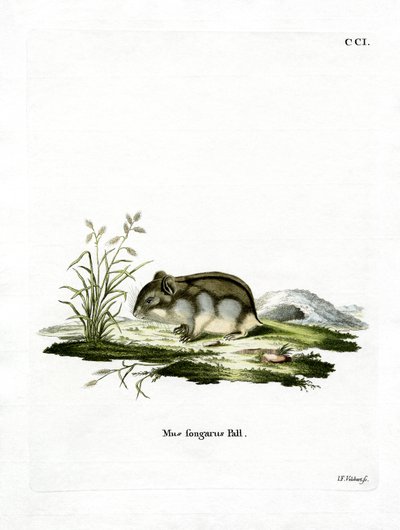 Dzhungarian dvärghamster (färgad gravyr) av German School