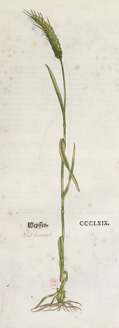 Öra av vete, från The Herbarium av Leonhart Fuchs (1501-66), publicerad i Basel, 1555 (färggravyr) av German School