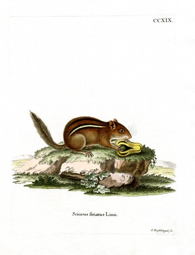Eastern American Chipmunk (färgad gravyr) av German School