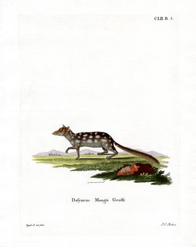 Eastern Quoll (färgad gravyr) av German School