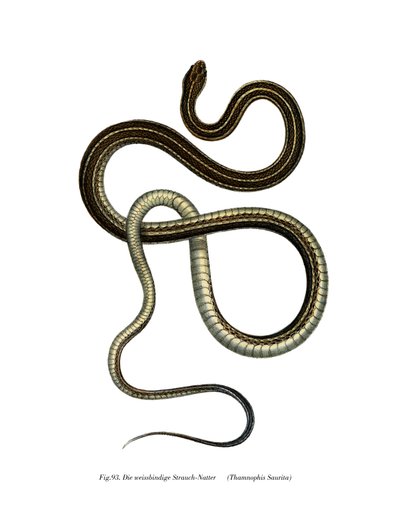 Eastern Ribbonsnake av German School