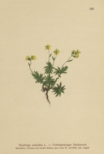 Östra saxifrage (Saxifraga sedoides) av German School