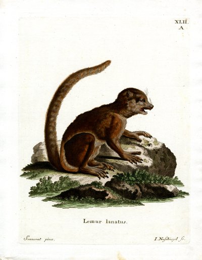 Eastern Woolly Lemur (färgad gravyr) av German School