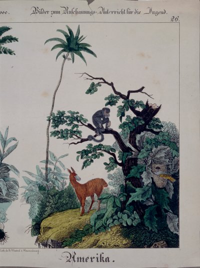 Pedagogisk affisch med Sydamerikas flora och fauna, höger sida, utgiven av F. Wentzel, Weissenburg, 1840 (se även 379941) av German School