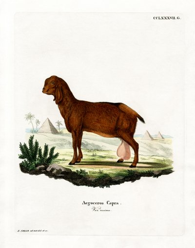 Egyptisk get (färgad gravyr) av German School