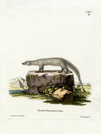 Egyptisk mungo (färgad gravyr) av German School