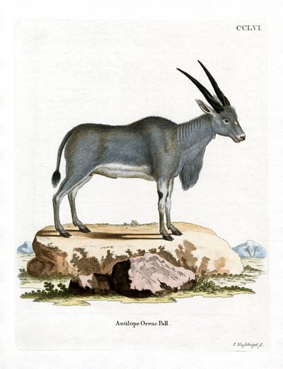Eland Antilope (färgad gravyr) av German School