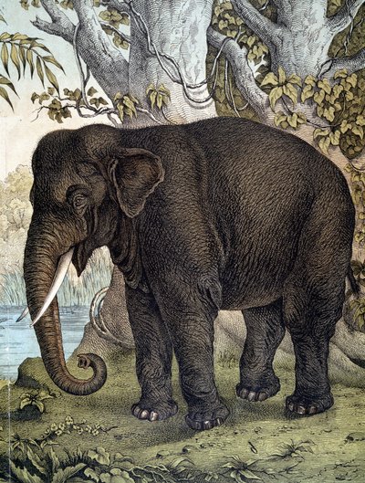 Elephant - i "Natural History of Mammals", red. Schreiber, München av German School