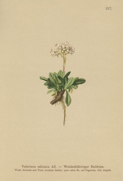 Hela Leaf Valeriana av German School