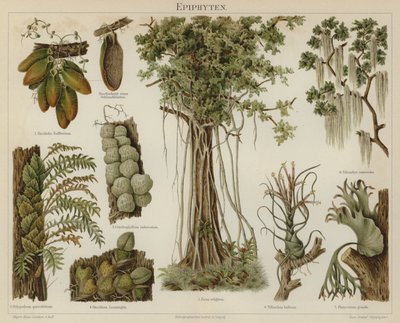 Epifyter (färg litho) av German School