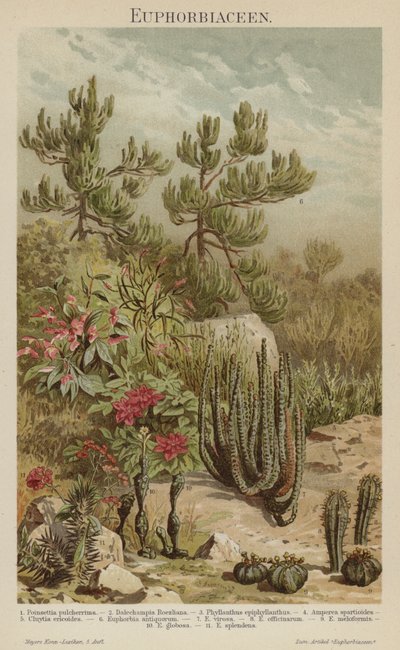 Euphorbias (färg litho) av German School