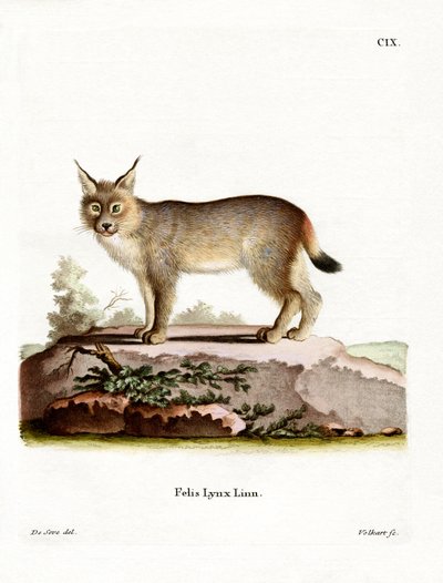 Eurasian Lynx (färgad gravyr) av German School