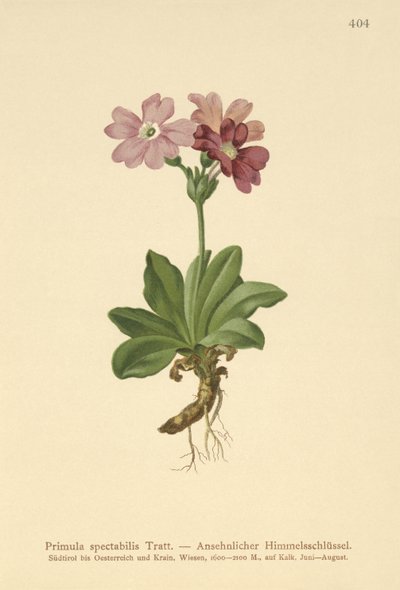 Europeisk alpprimula (Primula spectabilis, Auriculastrum primula) av German School