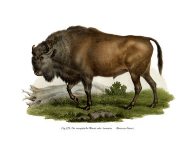 European Bison, 1860 av German School