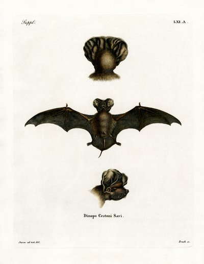 European Free-tailed Bat (färgad gravyr) av German School