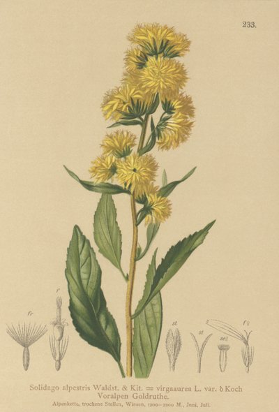 Europeisk guldris (Solidago alpestris, Solidago virgaaurea, Solidago virgaurea) av German School