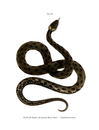 European Grass Snake (färg litho) av German School