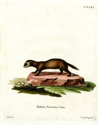 European Polecat (färgad gravyr) av German School