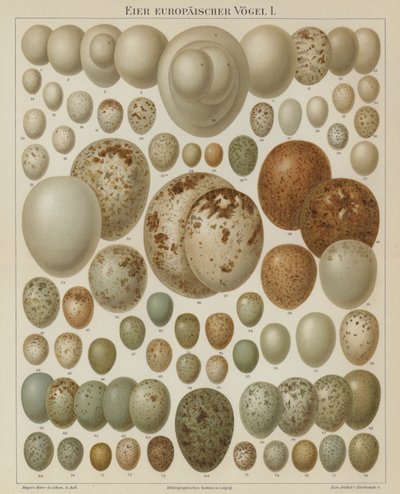Europeiska fågelägg (färg litho) av German School