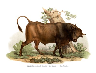 Europeisk boskap, 1860 av German School