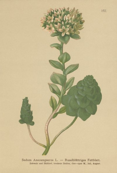 Evergreen Orpine (Sedum Anacampseros, Hylotelephium anacampseros) av German School