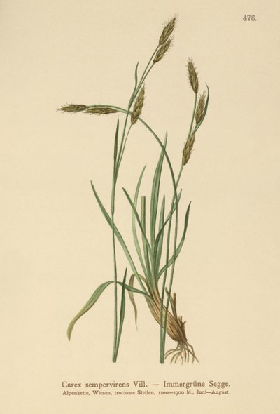 Vintergrön sedge (Carex sempervirens) av German School