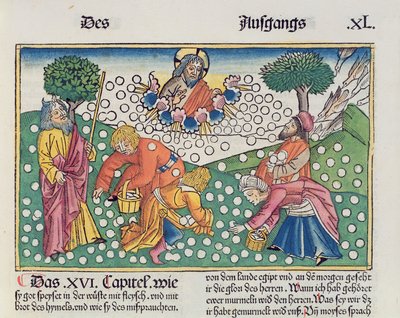 2 Mosebok 16 13-22 Gud ger vaktel och manna till israeliterna, från Nürnbergbibeln (Biblia Sacra Germanaica) (färgat träsnitt) av German School