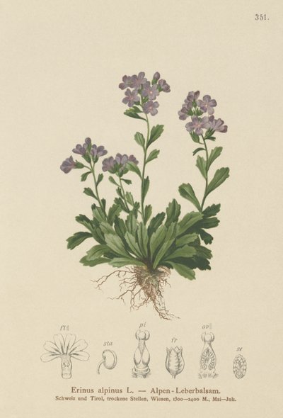 Fairy Foxglove (Erinus alpinus) av German School