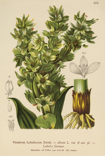 False Helleborine (Veratrum album, Veratrum Lobelianum) av German School