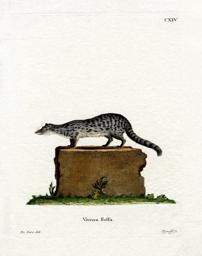 Fanaloka (färgad gravyr) av German School