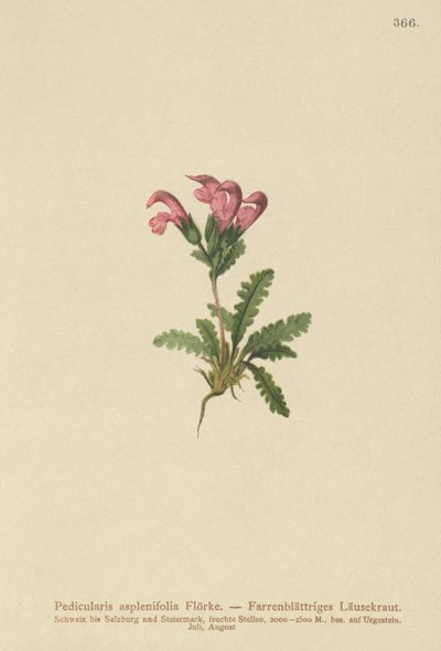 Ormbunkebladig lusseört (Pedicularis asplenifolia) av German School