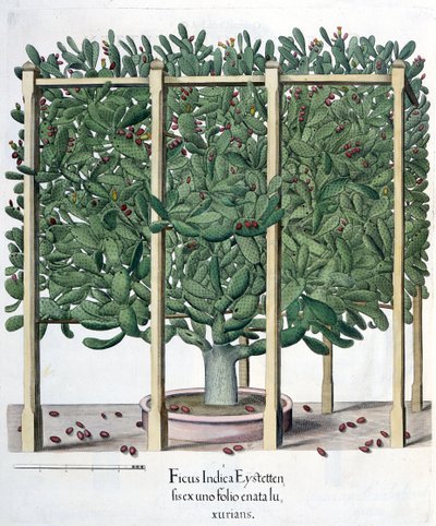 Ficus indica eystettensis, från Hortus Eystettensis av Basil Besler (1561-1629), pub. 1613 av German School