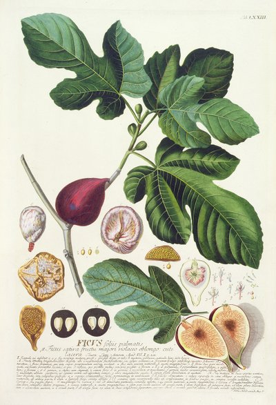 Fig, graverad av Johann Jakob Haid (1704-67) plåt 73 från en botanisk bok, pub. av Augustus Vind av German School