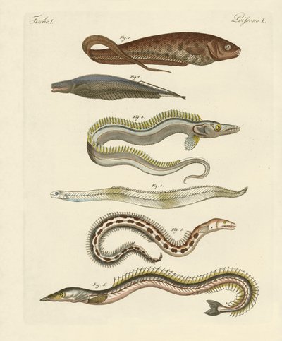 Fisk (färgad gravyr) av German School
