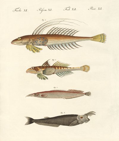 Fisk med en konstig form (färgad gravyr) av German School