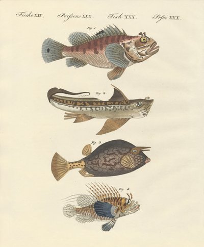 Fisk med en konstig form av German School