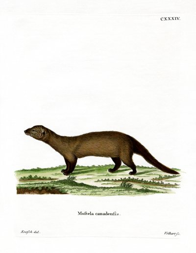 Fisher (färgad gravyr) av German School