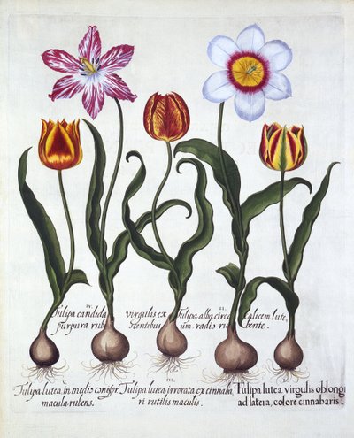 Fem tulpaner, från Hortus Eystettensis, av Basil Besler (1561-1629), pub. 1613 (handfärgad gravyr) av German School