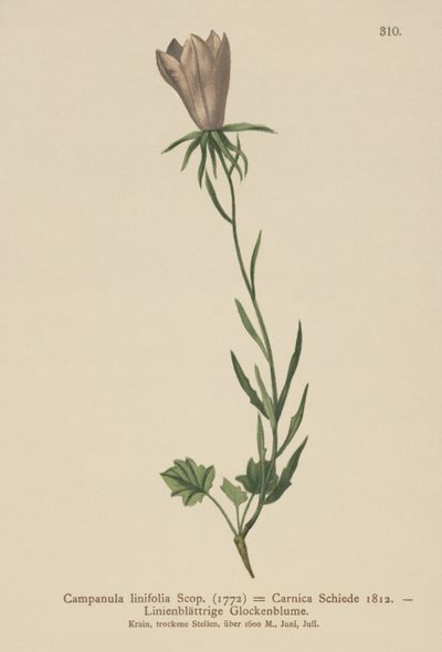 Linbladsklocka (Campanula linifolia, Campanula Carnica) av German School