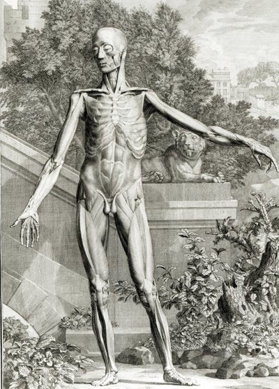 Flätad kropp, från Tables of the skeleton and Muscles of the Human Body av Bernard Siegfried Albinus (1697-1770) 1747 av German School