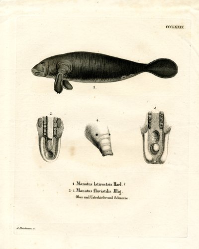 Florida Manatee (färgad gravyr) av German School