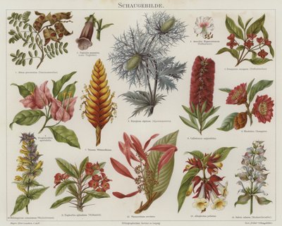 Blommor (färg litho) av German School