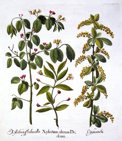 Flugkaprifol och hagtorn, från Hortus Eystettensis, av Basil Besler (1561-1629), pub. 1613 (handfärgad gravyr) av German School