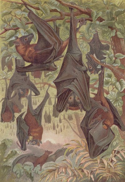 Flying Fox, tallrik från Brehms Animal Life: General Knowledge of the Animal Kingdom, vol.1, s.344, utgiven av Bibliographic Institute, 1890 av German School