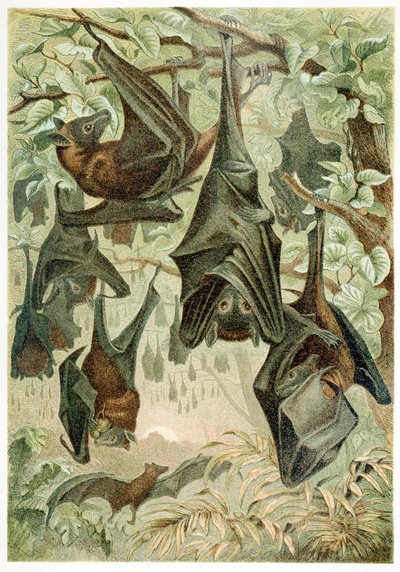 Flying Foxes, från Brehms Tierleben, pub. 1860-talets färglitografi, 1860. av German School